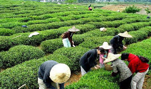 重庆有什么特色的茶叶？
